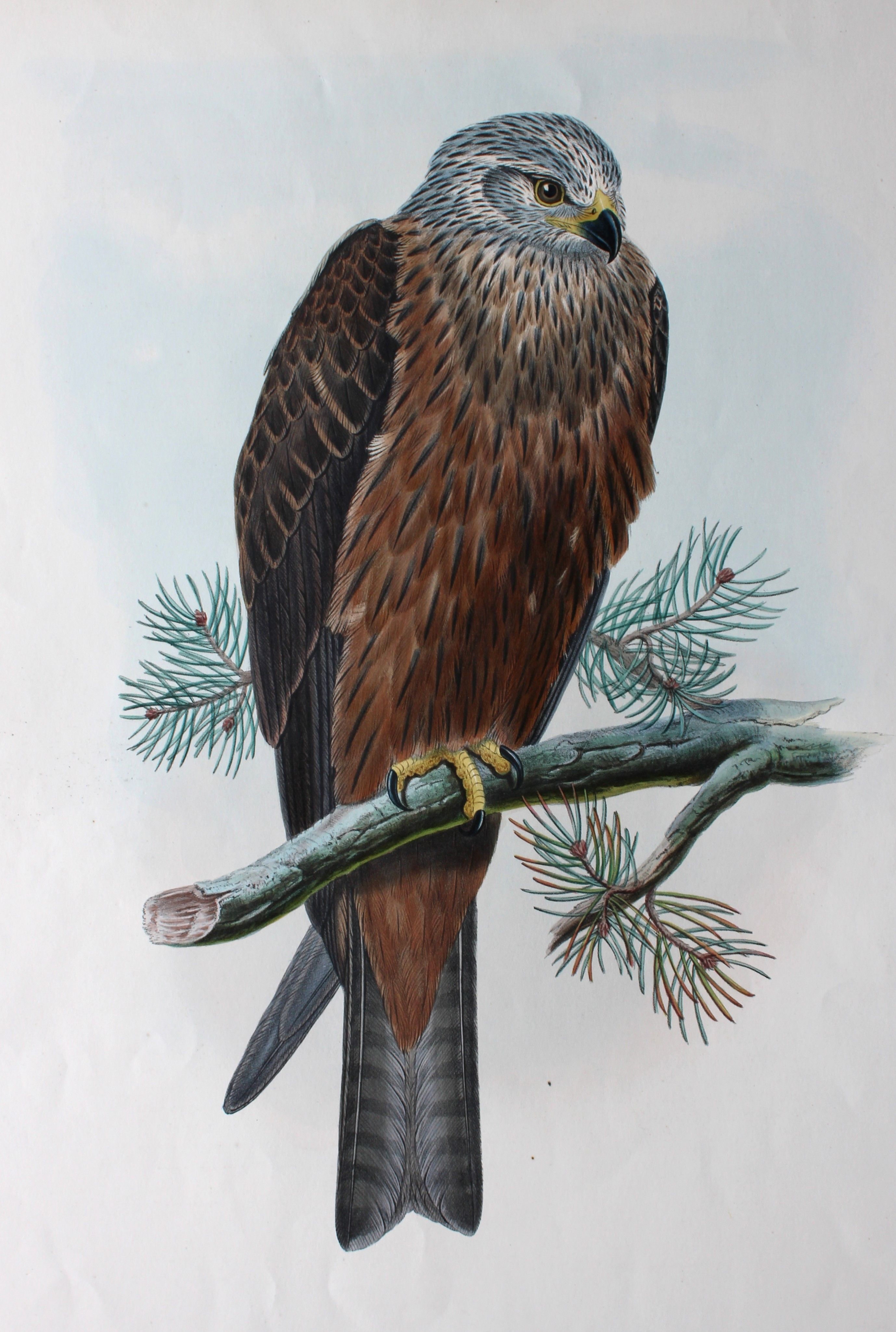 illustration