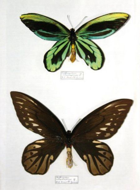 Papillons et Kachinas