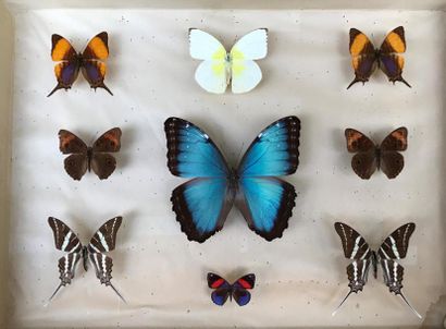 Grande collection de Papillons