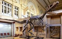 Lyon: Un squelette complet de dinosaure vendu aux enchères