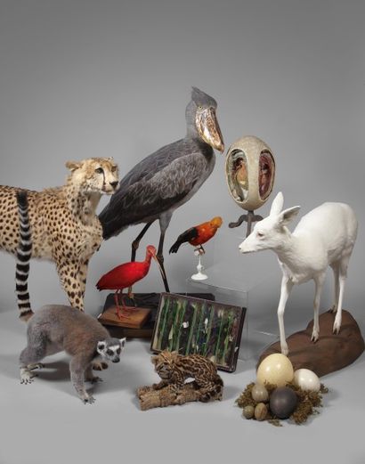 L'EXTRAORDINAIRE COLLECTION D'HISTOIRE NATURELLE ET D'ARMES DE CHASSE DE Marcel et Gisèle PITEL