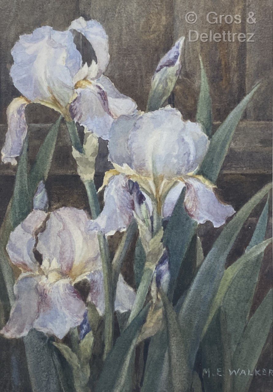 Null (E) Margaret EYRE WALKER (XXe)

Bouquet d'Iris 

Aquarelle sur papier signé&hellip;