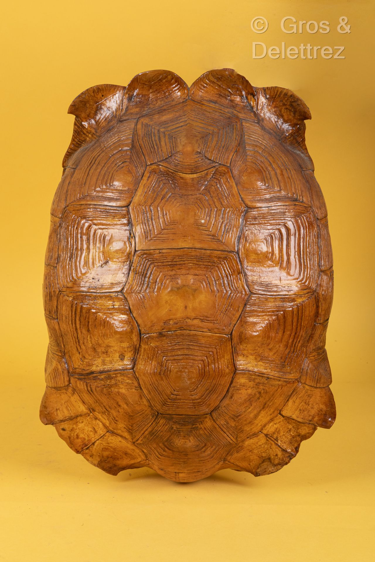 Null Carapace de tortue sillonnée ou tortue à éperon.
Long : 52,5 cm. Vernie.
