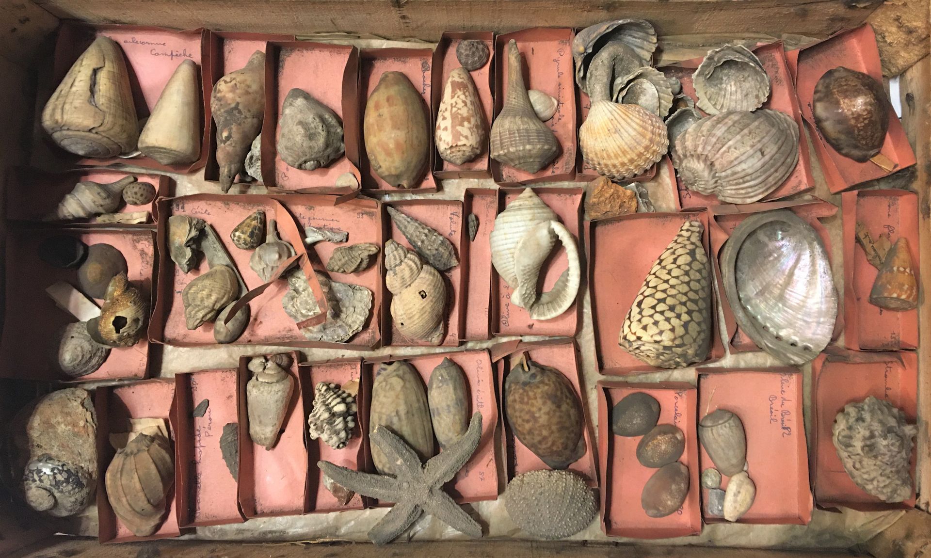 Null Un lot comprenant environ 40 spécimens de coquillages marins exotiques et d&hellip;