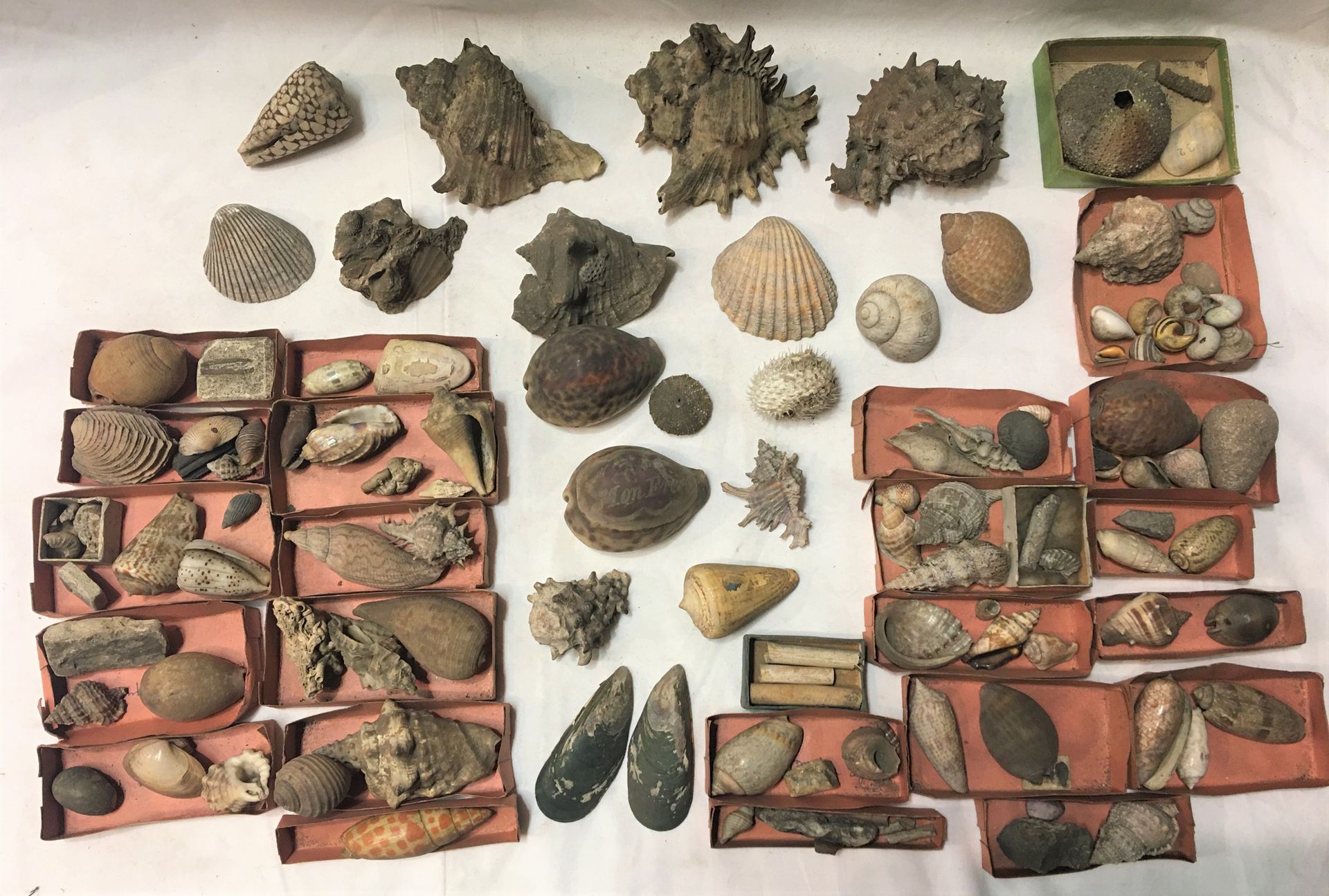 Null A lot including more than 40 specimens of exotic marine shells in small car&hellip;