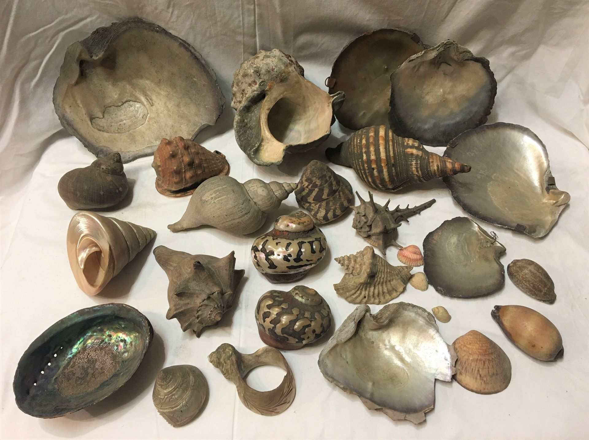 Null Un lot comprenant 20 spécimens de coquillages marins exotiques dont :

Turb&hellip;
