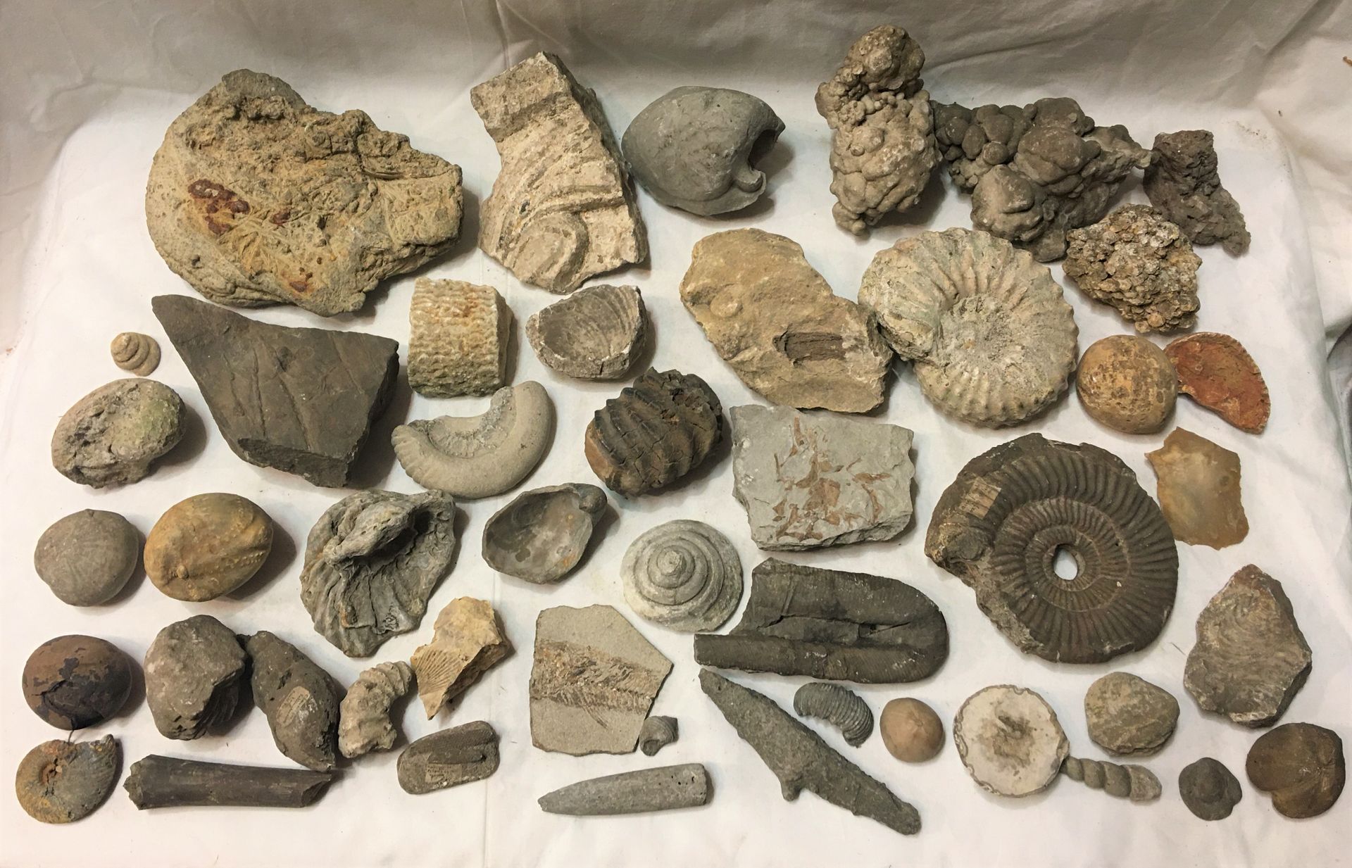 Null Un lote de fósiles de más de 30 ejemplares que incluye: ammonites, especies&hellip;