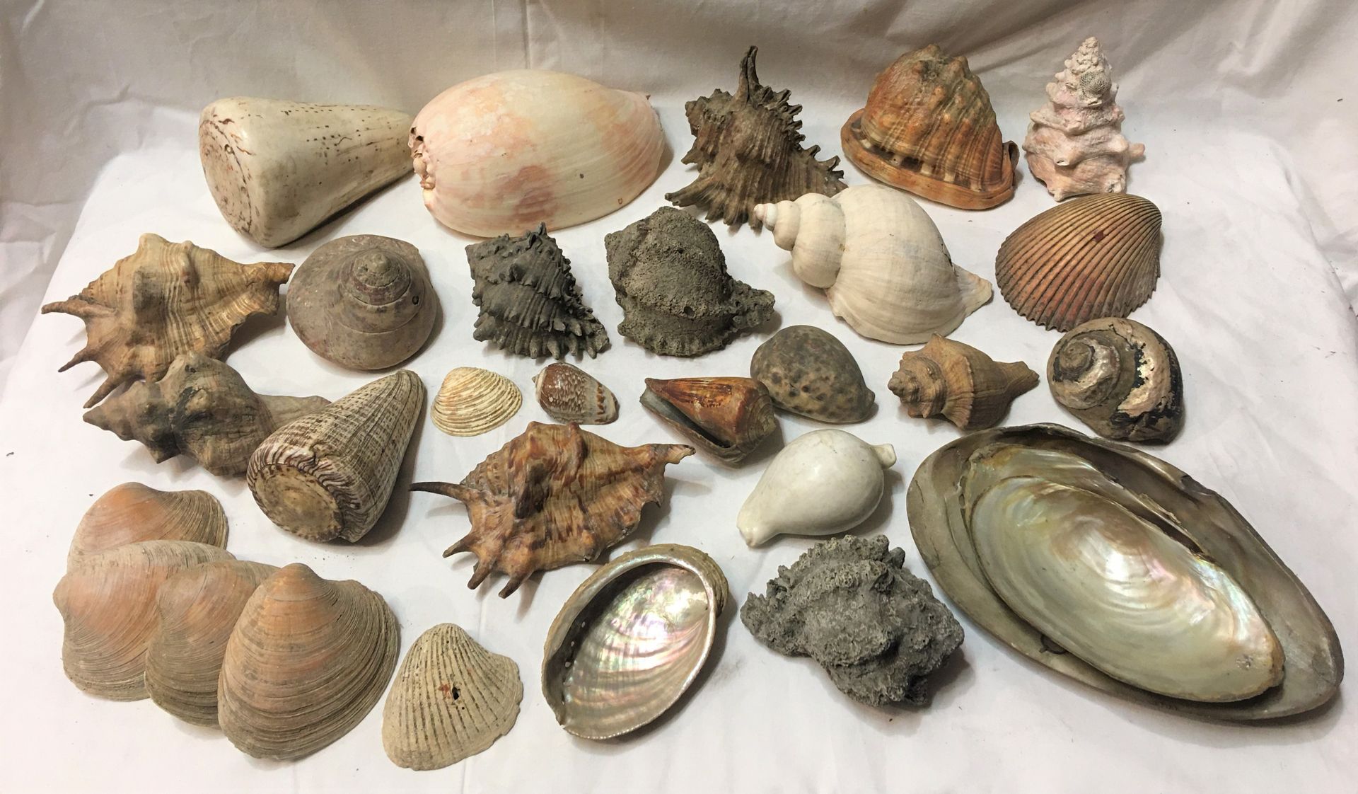 Null Un lot comprenant de plus de 20 spécimens de coquillages marins exotiques d&hellip;