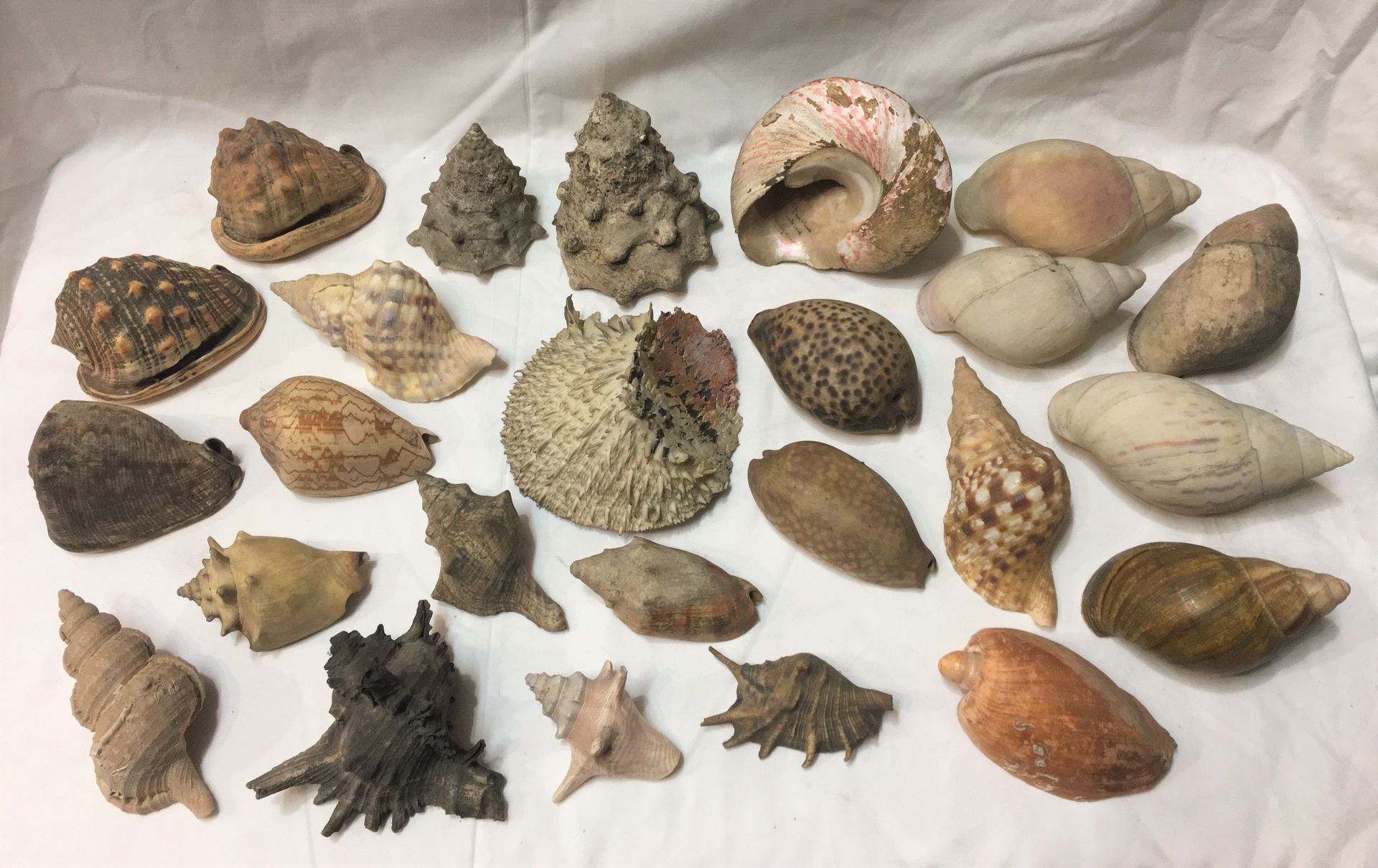 Null Ein Los mit 50 Exemplaren exotischer Meeresmuscheln, darunter:

Cassis spp,&hellip;