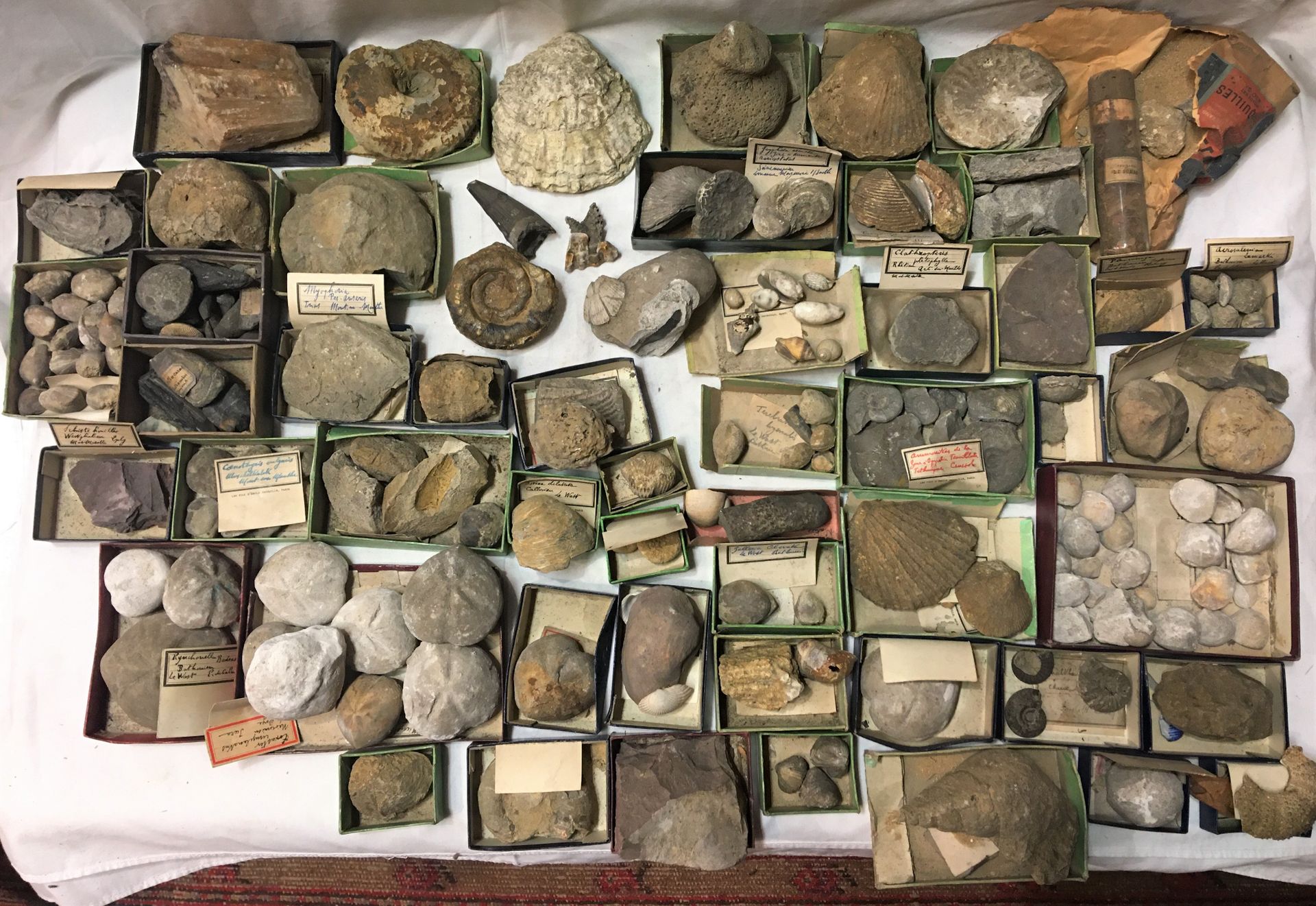 Null 一批80多件化石，包括装在小纸盒里的各种化石碎片：Mosasaurus spp的牙齿，氨化石，micraster spp，海绵化石