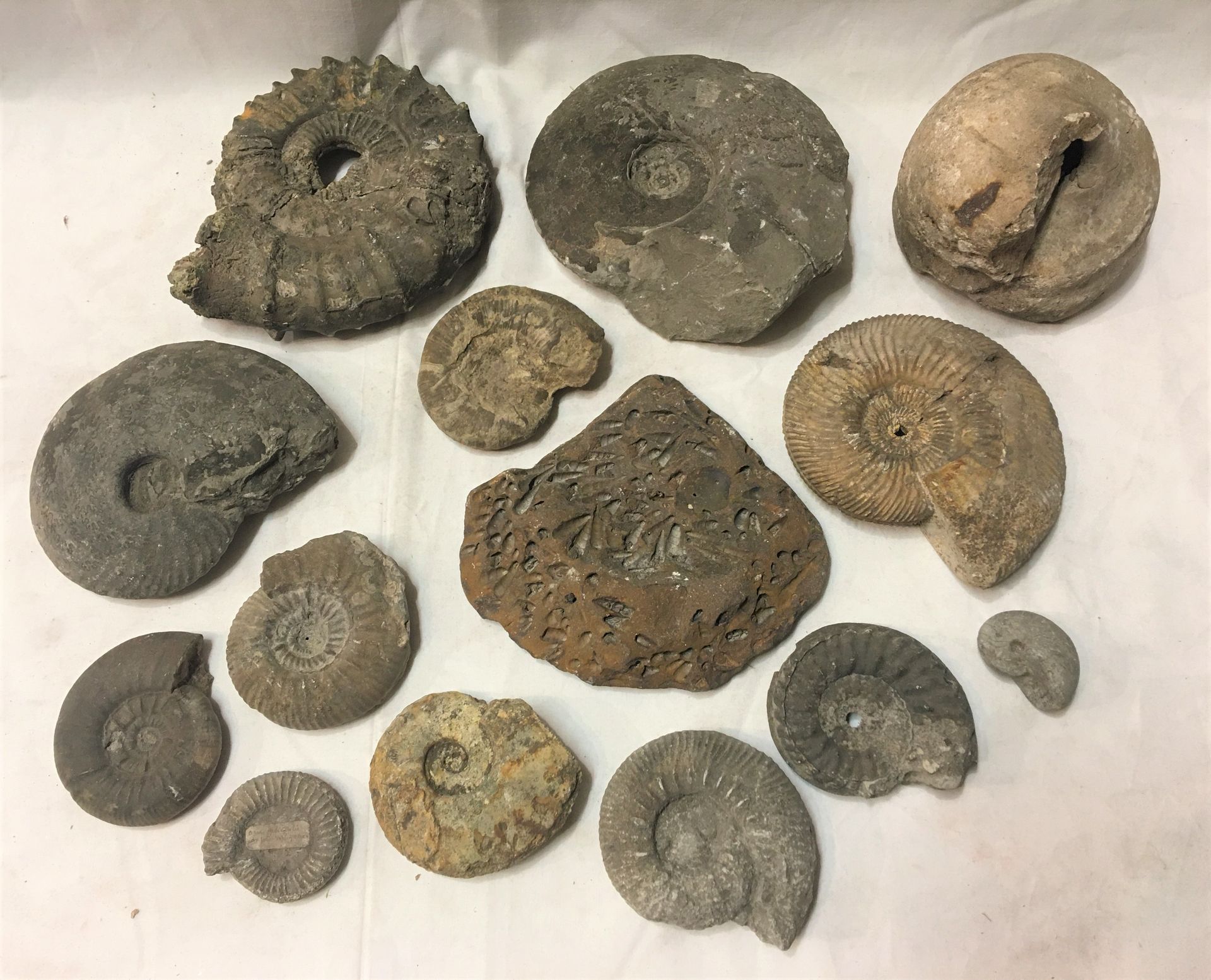 Null Eine Charge von Fossilien, die etwa 12 Ammoniten-Exemplare umfasst