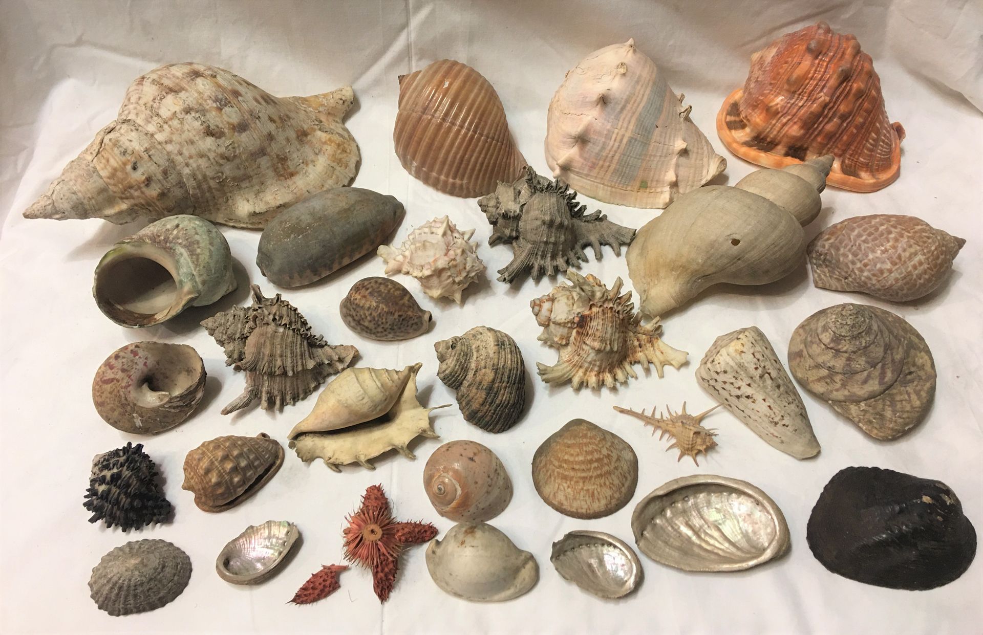 Null A lot including more than 20 specimens of exotic marine shells including: T&hellip;