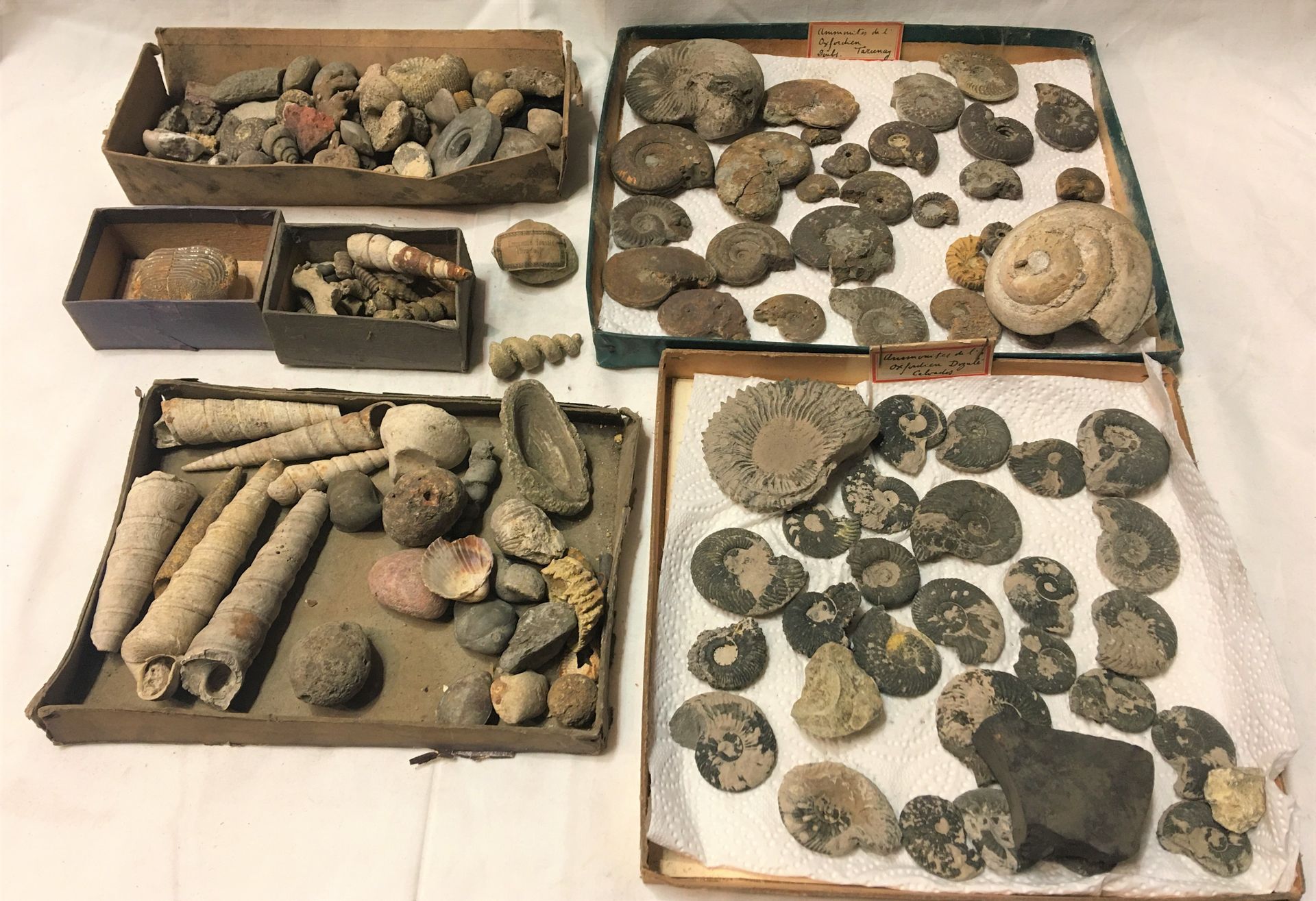 Null Un lot de fossiles de plus de 20 spécimens dont :

Ammonites de l’Oxfordien&hellip;