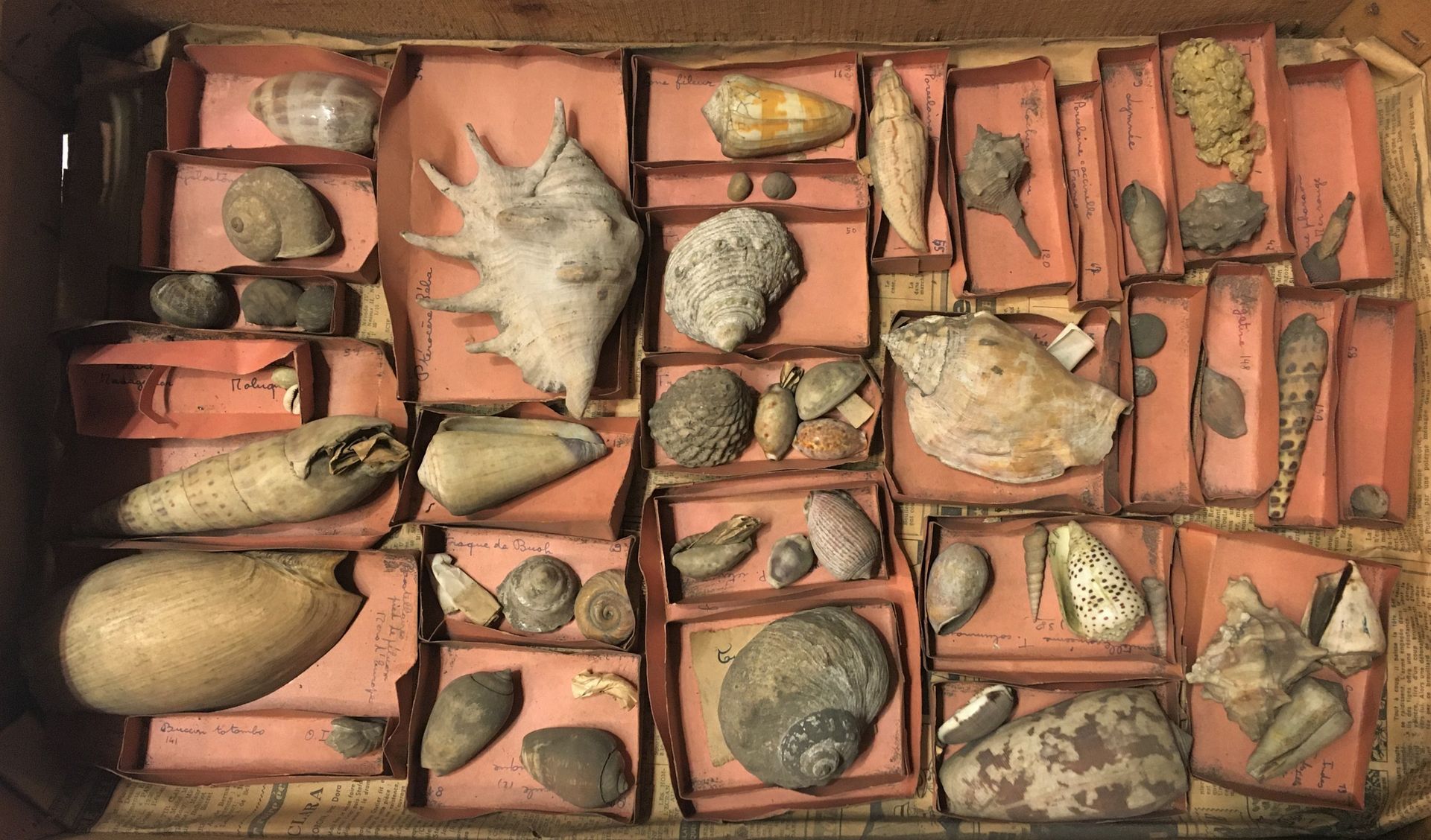 Null Un lot comprenant plus de 40 spécimens de coquillages marins exotiques dont&hellip;
