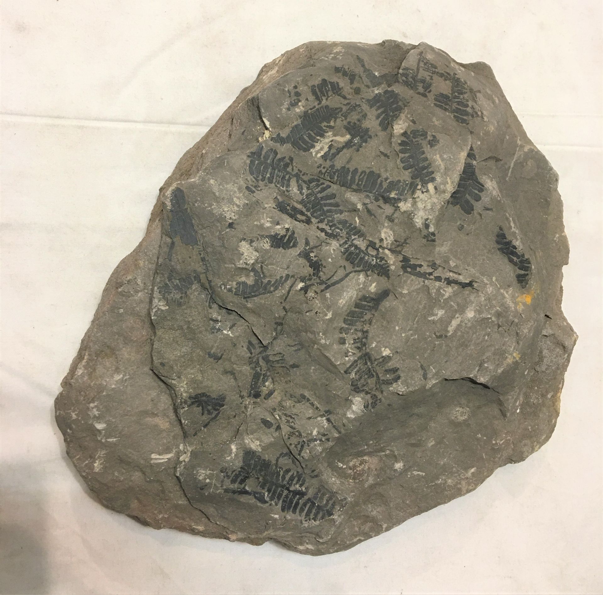 Null 蕨类化石块