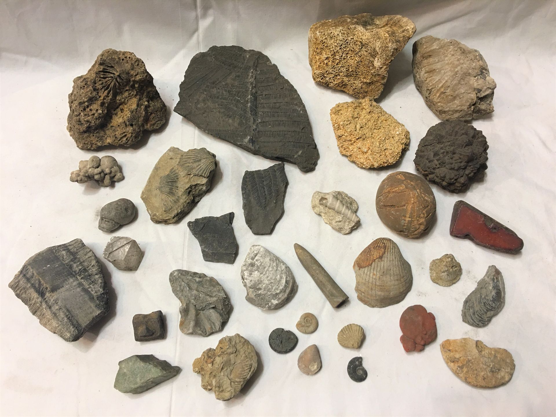 Null 一批由30多件标本组成的化石，包括 :

一个 "fertme de Montjean "前锋，贝雷曼石喙，蕨类化石，贻贝化石，微晶石，大理石结核，小&hellip;