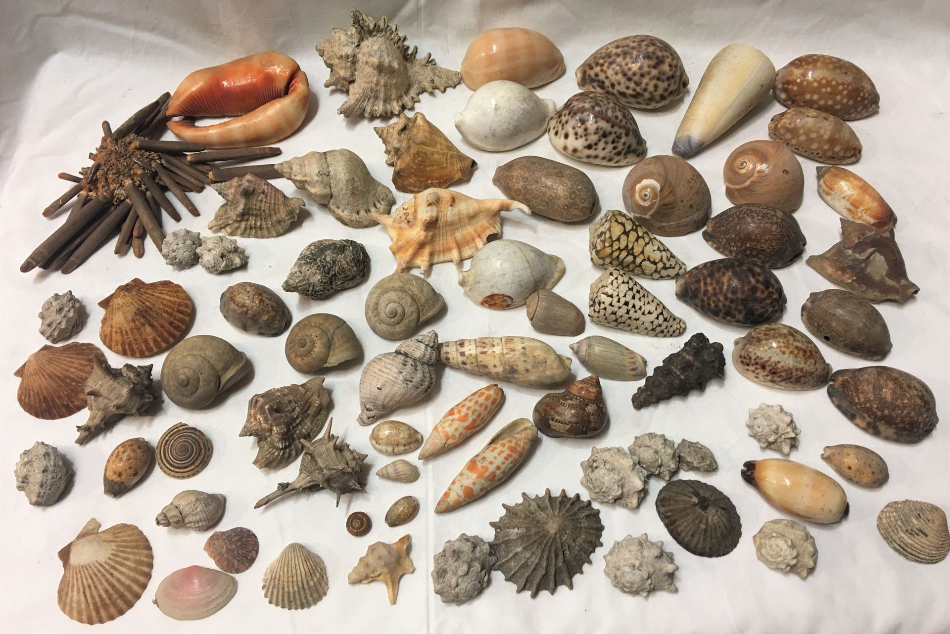 Null 一批包括30多件异国海洋贝壳的标本，包括。

海螺，石灰石，海螺，Lambis truncata，Cypraea spp，铅笔海胆，Pecten sp&hellip;