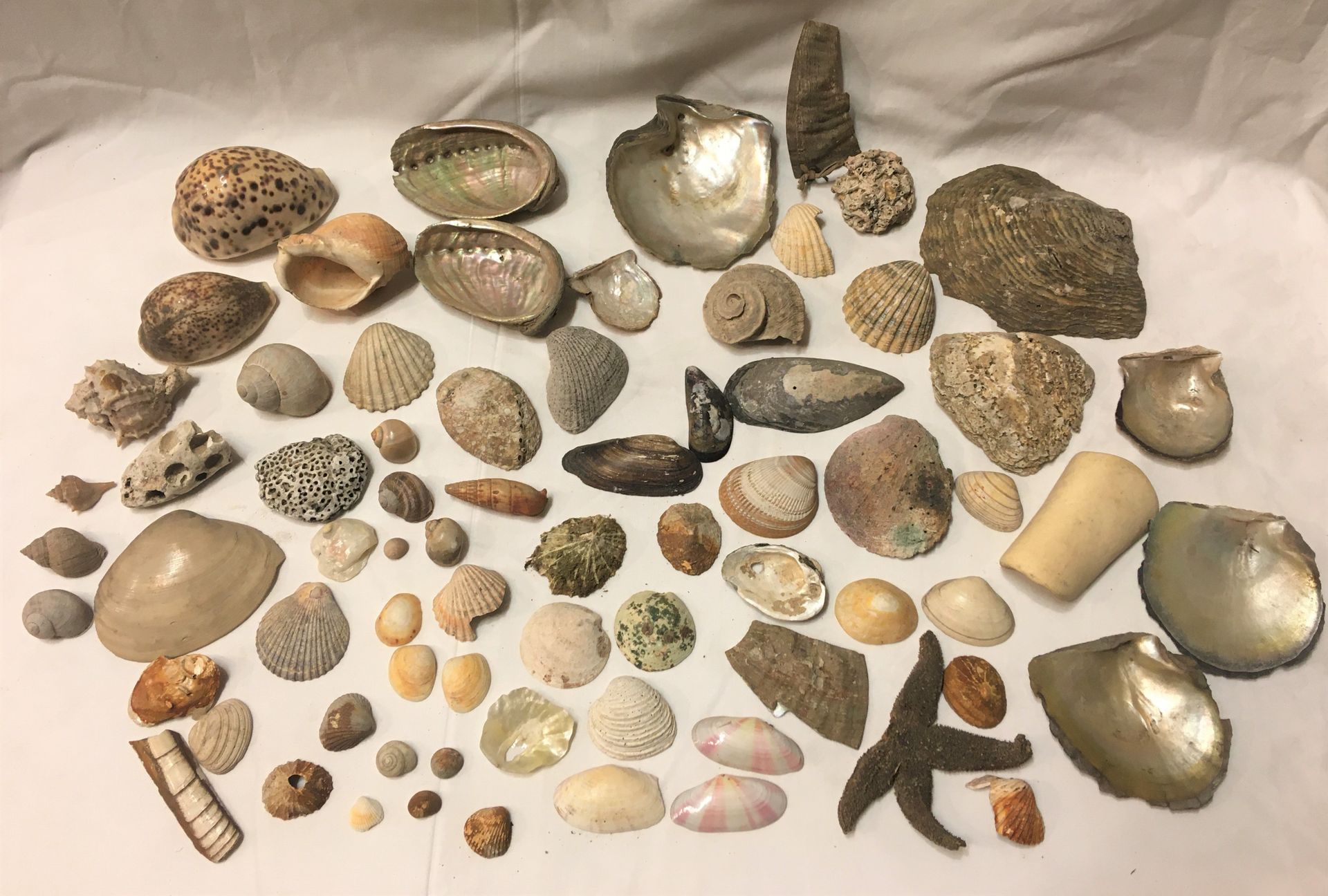 Null Un lote de más de 40 especímenes de conchas marinas exóticas, incluyendo:

&hellip;