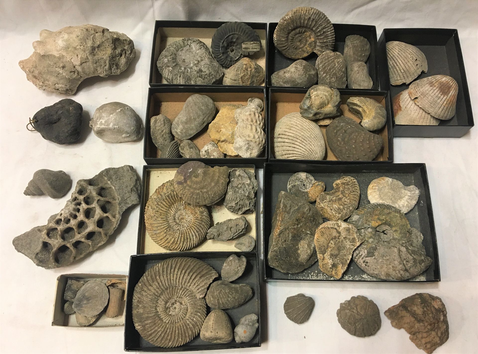 Null 一批30多个标本的化石，包括:扪心自问，壳阀