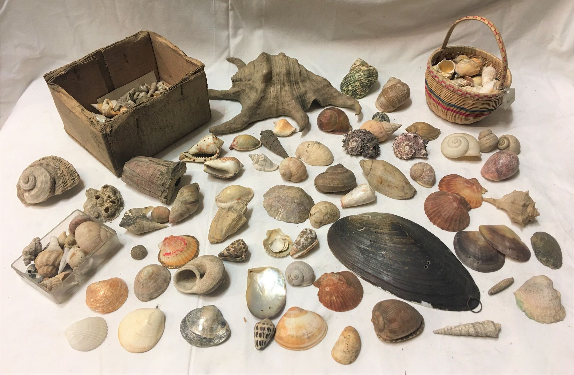 Null Un lot comprenant de plus de 40 spécimens de coquillages marins exotiques d&hellip;