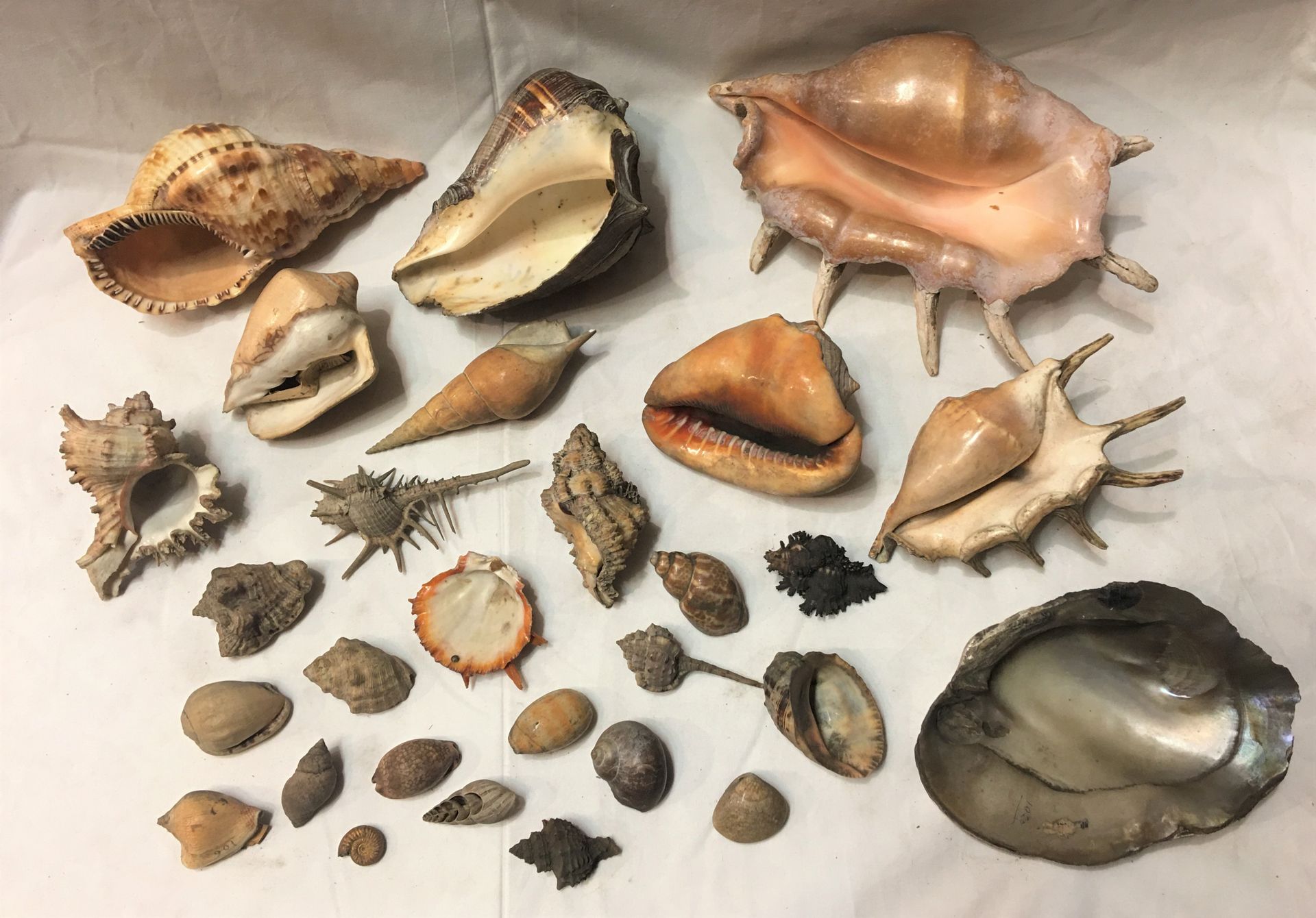 Null Un lot comprenant de plus de 20 spécimens de coquillages marins exotiques d&hellip;