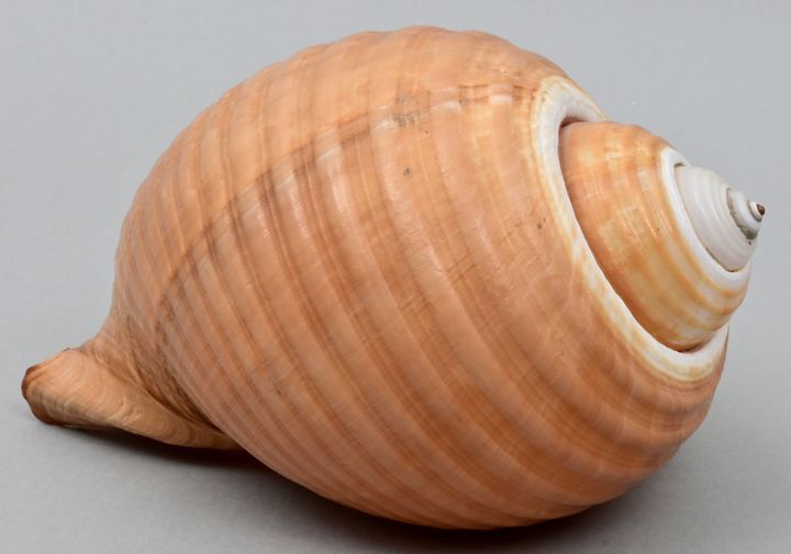 Meeresschnecke / Shell 托纳-加里亚的大型桶状蜗牛屋，外观颜色统一为牛奶咖啡色，边缘用白色强调。高12厘米，长23厘米。来自1986年之前&hellip;