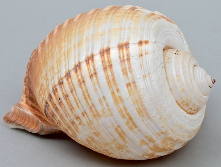Meeresschnecke / Shell Grande maison d'escargot de mer d'un Tonna galea en dégra&hellip;
