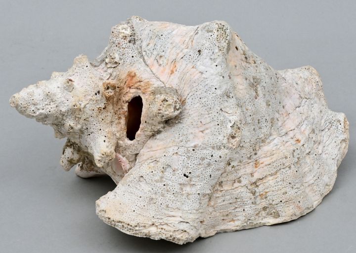 Meeresschnecke / Sea shell Coquille d'escargot de mer avec un stock de fossiles &hellip;