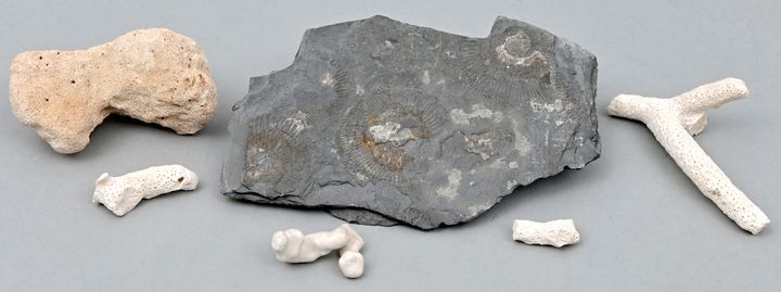 Fossile Teile / Fossiles 小件化石组合 收集了六件不同大小的化石：四块火珊瑚、一块柳珊瑚和一块带有氨化石浮雕的石板。长3至17厘米。 一&hellip;