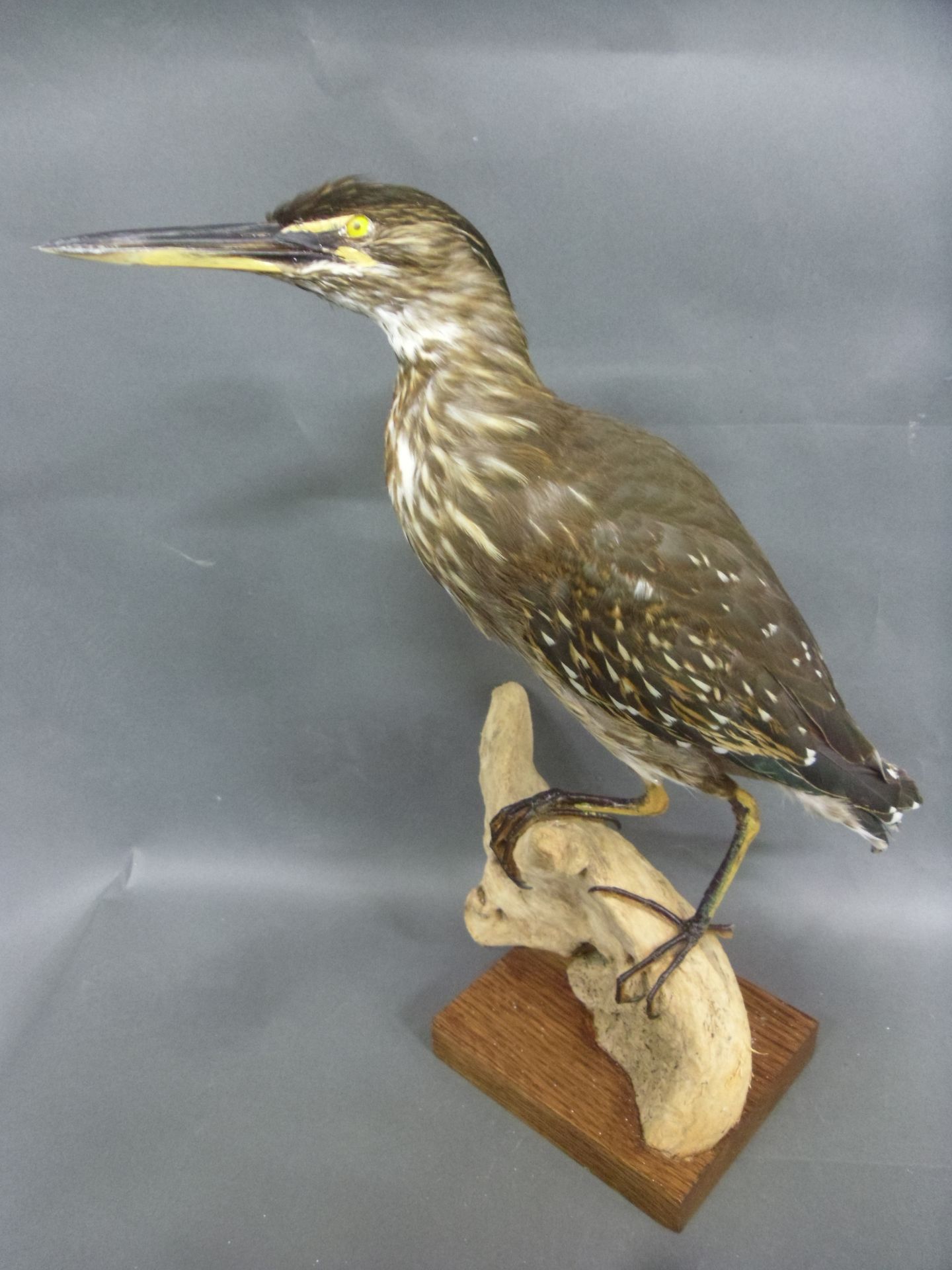 Null Striated Heron (Butorides striata atricapilla) (EC) : specimen of the intra&hellip;