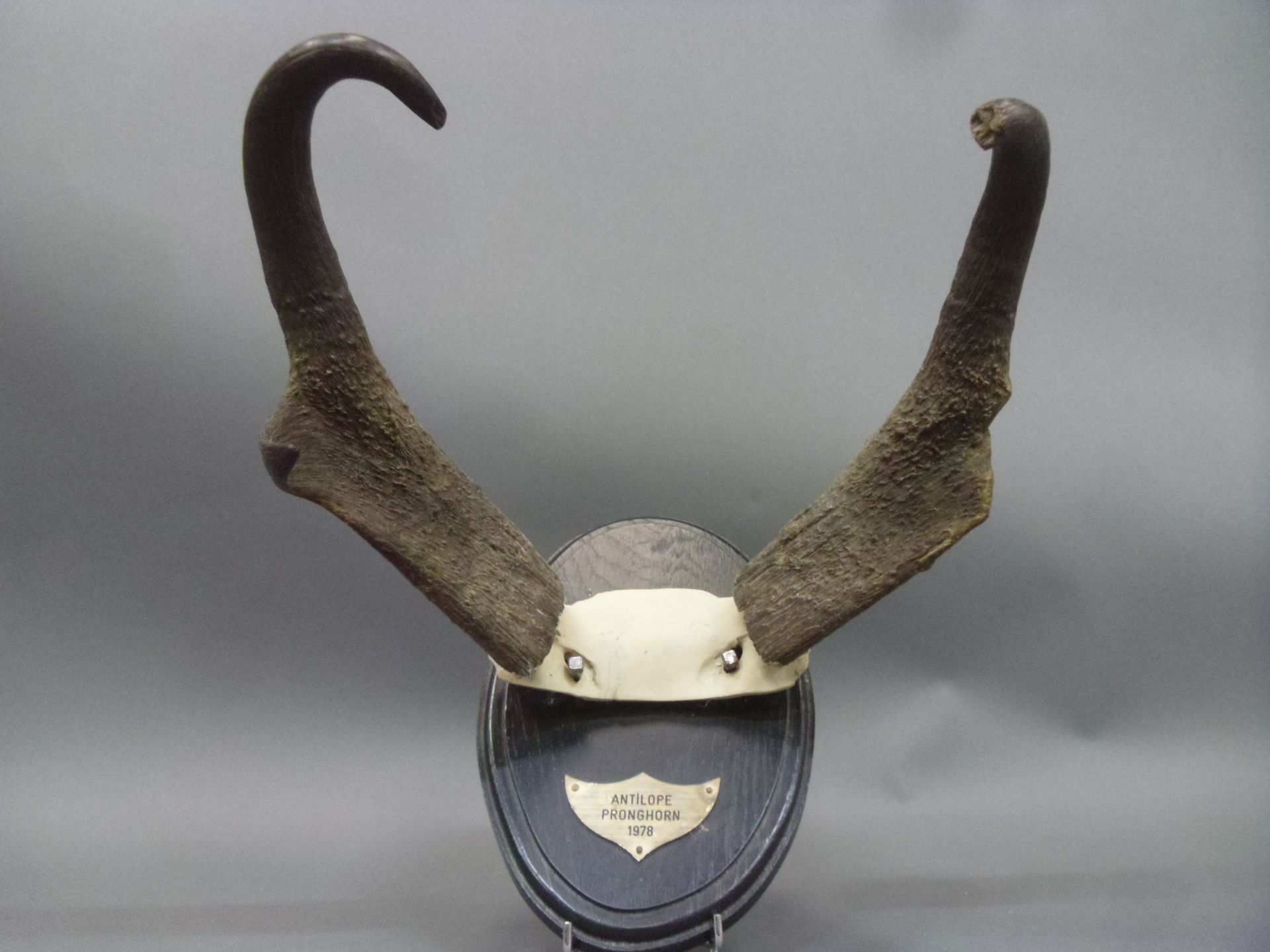 Null Antilope pronghorn (Antilocapra americana) (NR) : frontal monté sur écusson&hellip;