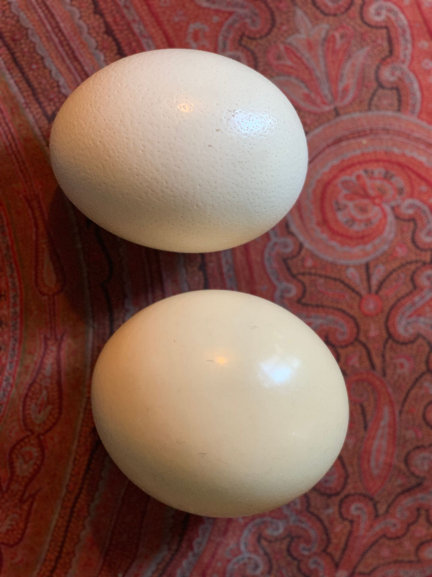 Null Ostrich (Struthio camelus) (D): two eggs from breeding

Species not regulat&hellip;