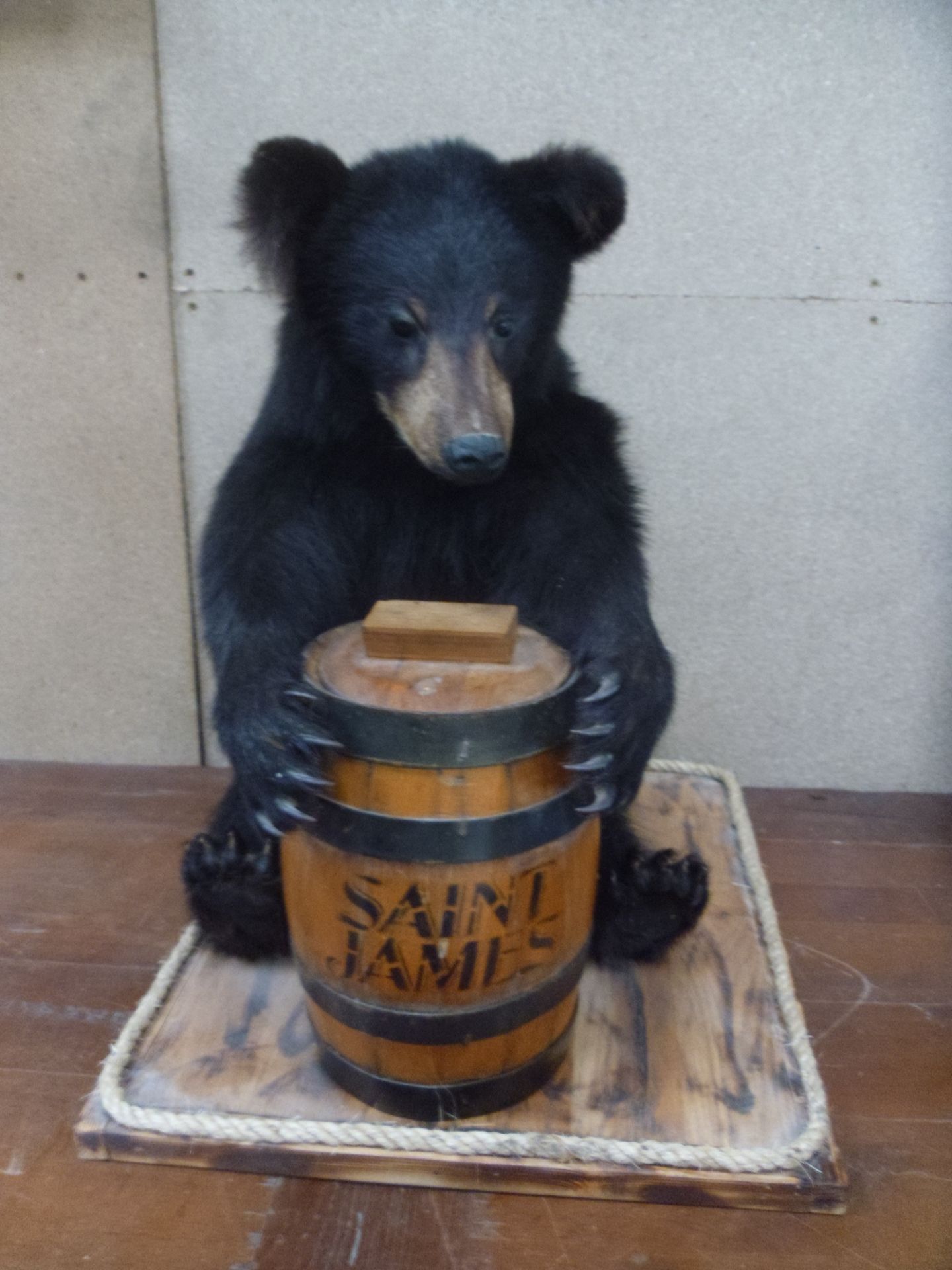 Null Oso negro (Ursus americanus) (II/B): bello ejemplar juvenil naturalizado qu&hellip;