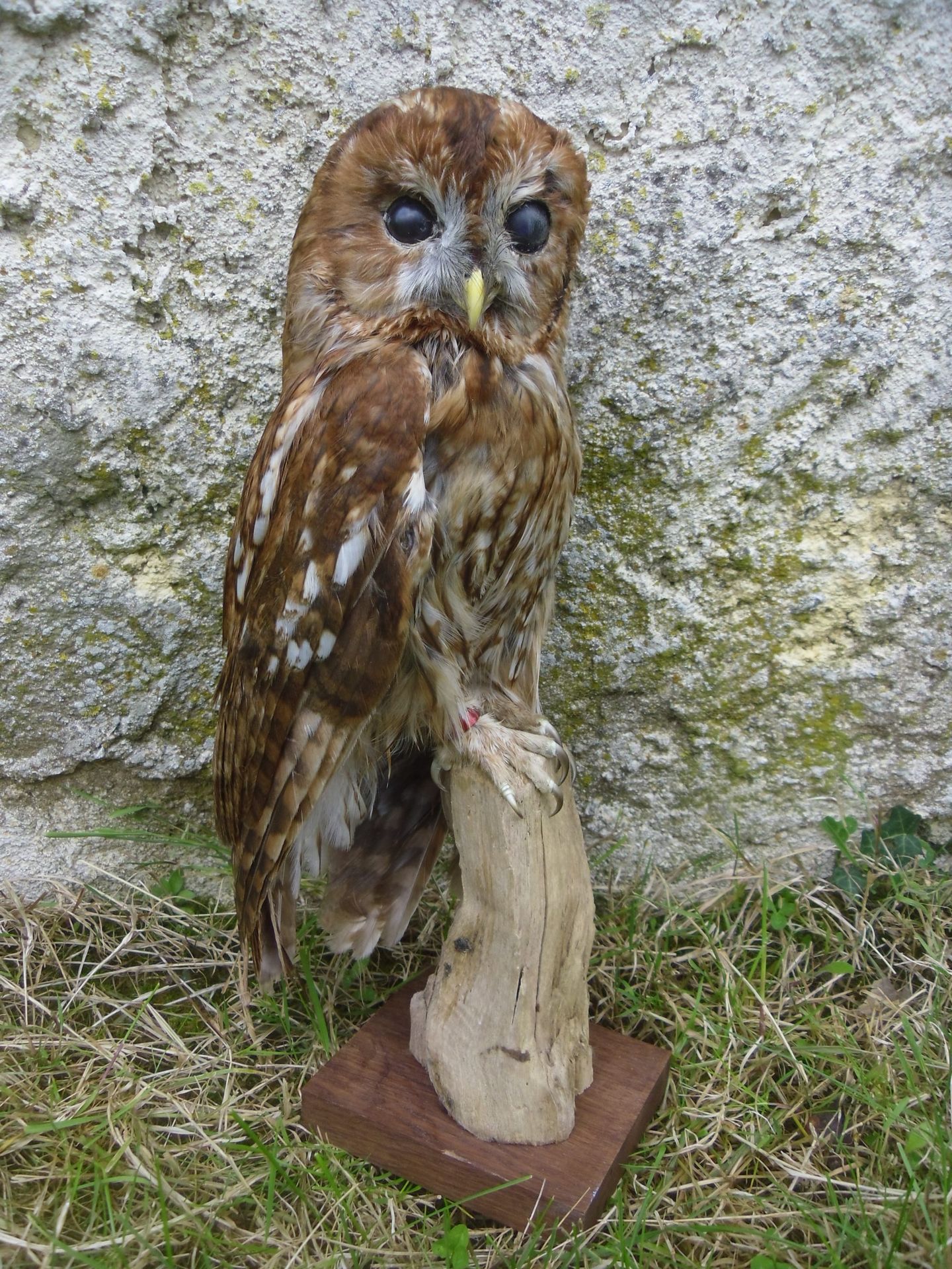 Null Tawny Owl (Strix aluco) (II/A-CE) ringed : naturalized specimen on branch a&hellip;