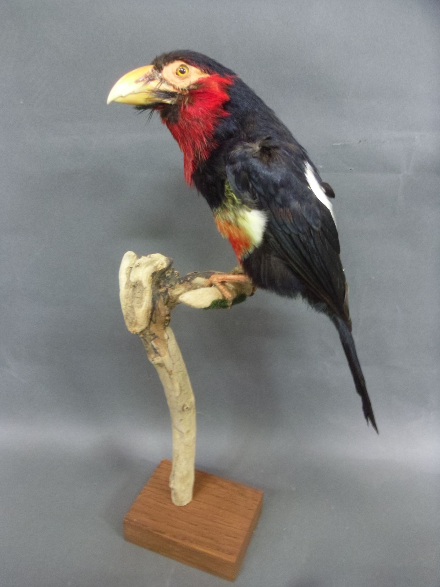 Null Red-breasted Barbet (Lybius dubius) (NR) : specimen presented on branch and&hellip;