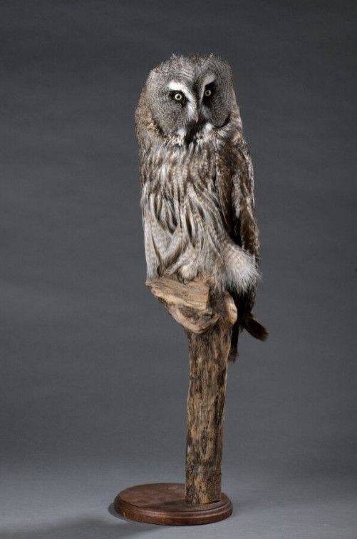 Null Great Gray Owl (Strix nebulosa) (II/A-CE) ringed : naturalized specimen on &hellip;