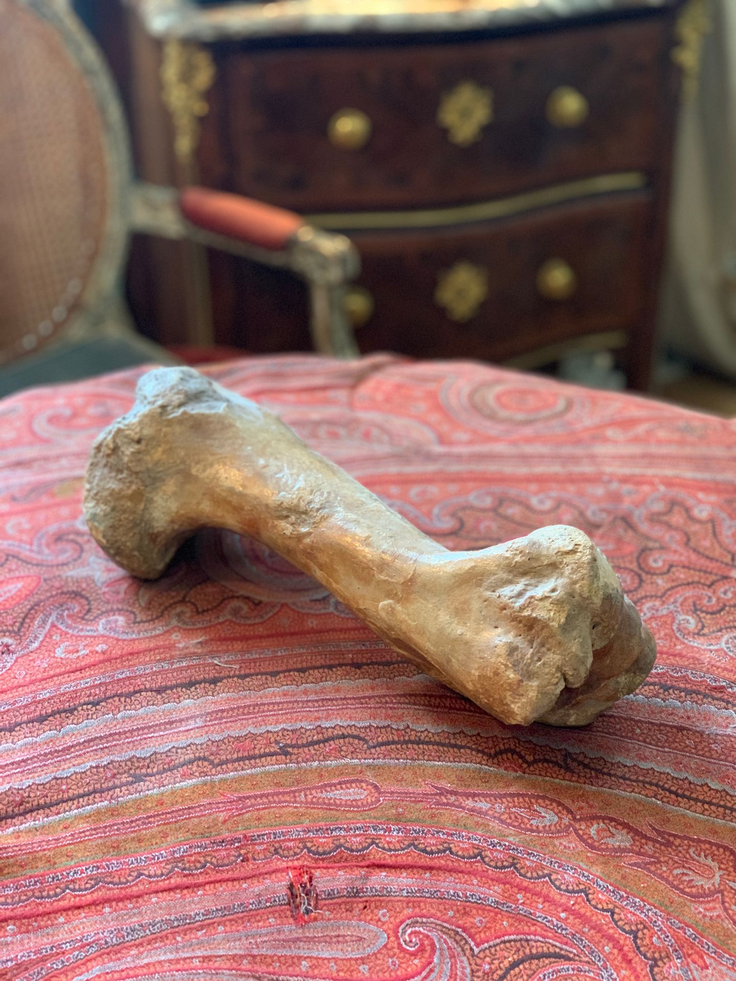 Null Versteinerter Bison-Oberarmknochen.

Länge: 35 cm