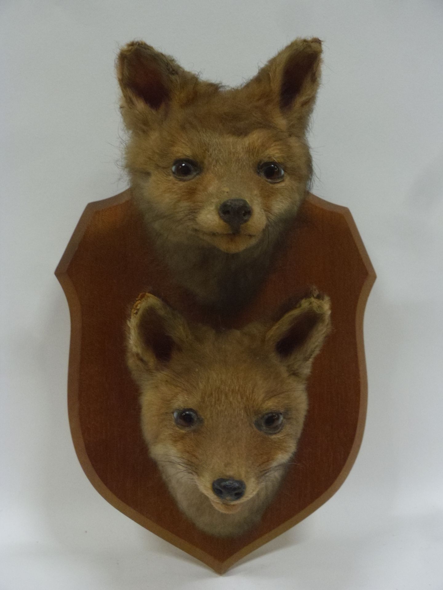 Null 红狐（Vulpes vulpes）（CH）：2个归化的幼年标本的老头在护身符上

头部高度：12厘米左右。