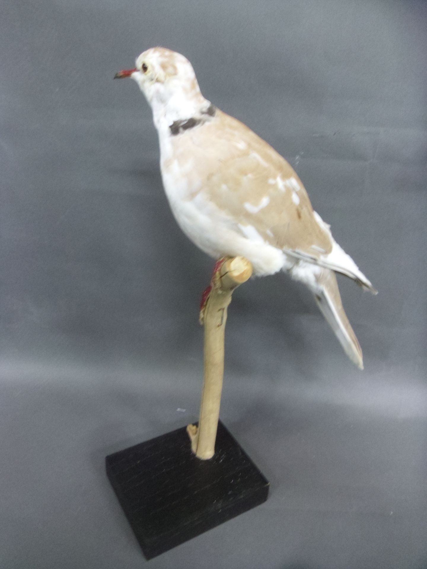 Null Collared dove (Streptopelia roseogrisea) (NR) : specimen in mutation phase &hellip;