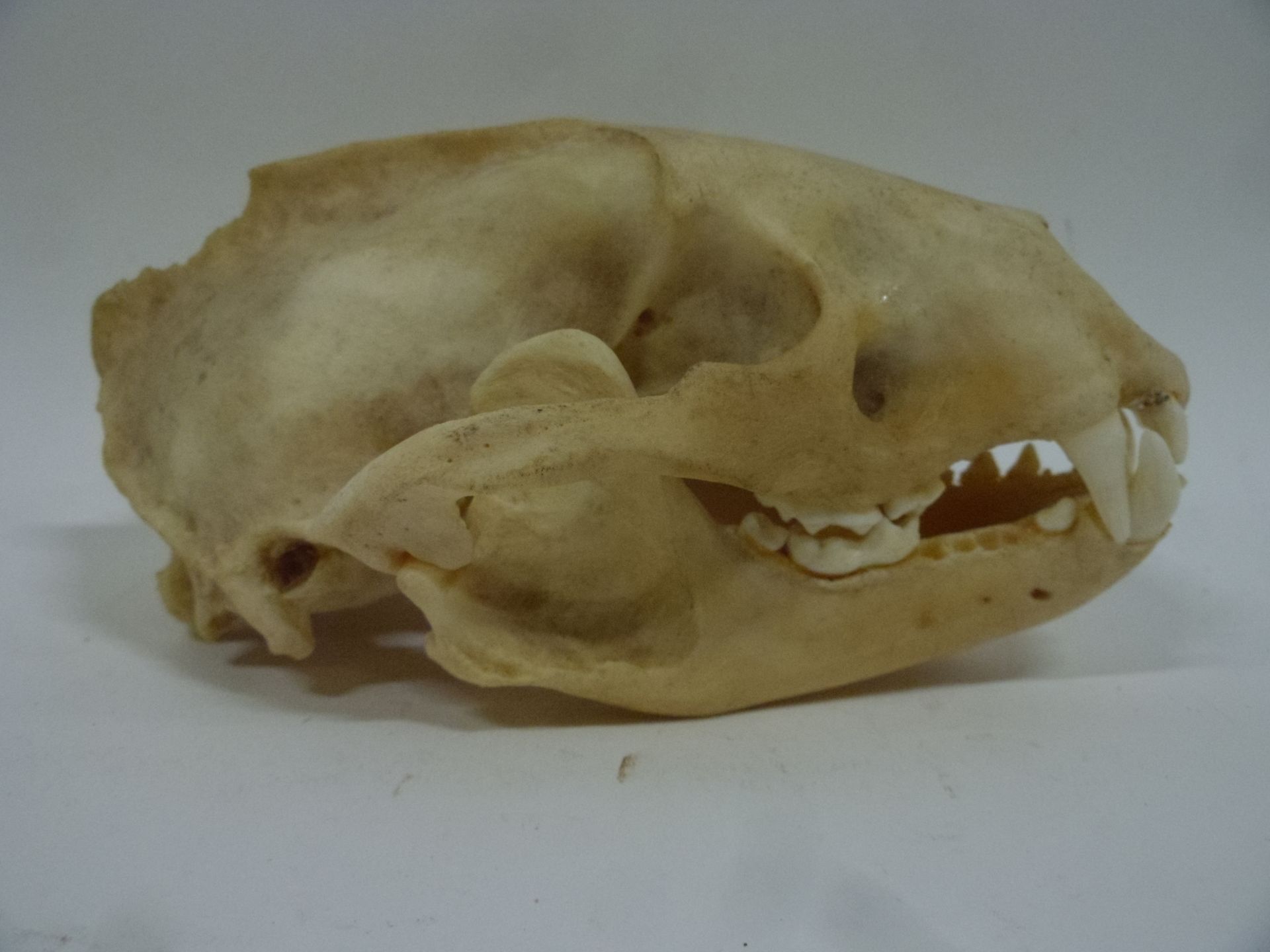 Null Blaireau d'Europe (Meles meles) (CH) : crâne avec mandibule inférieure ; en&hellip;