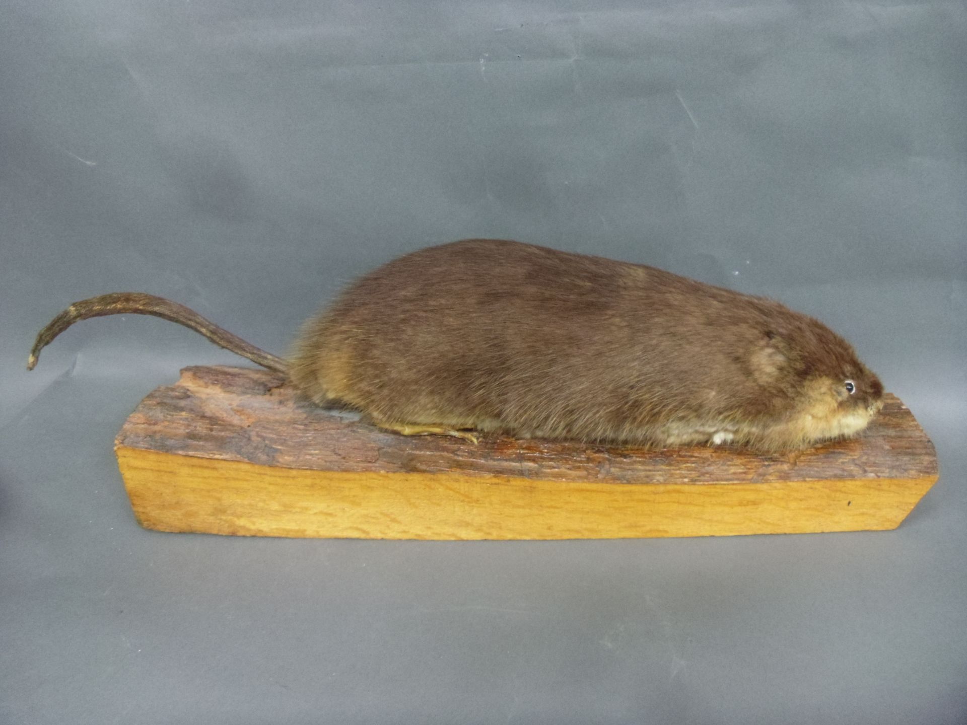 Null Muskrat (Ondatra zibethicus) (NR): old naturalized specimen on wooden slab