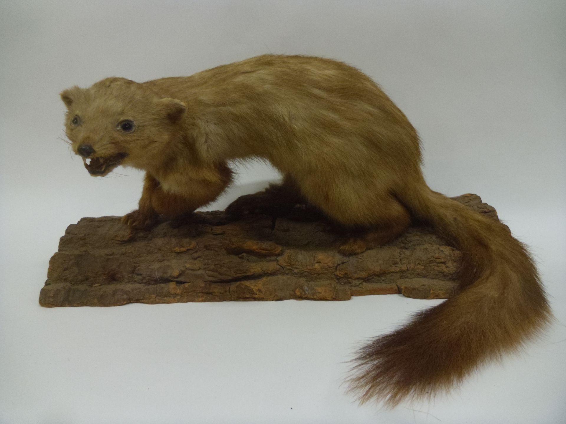 Null 
黄鼠狼（Foina foina）（CH）：老标本归化，在树皮上张开全口，有真正的牙齿；如是




1980年前入籍的人



30厘米，不含尾巴