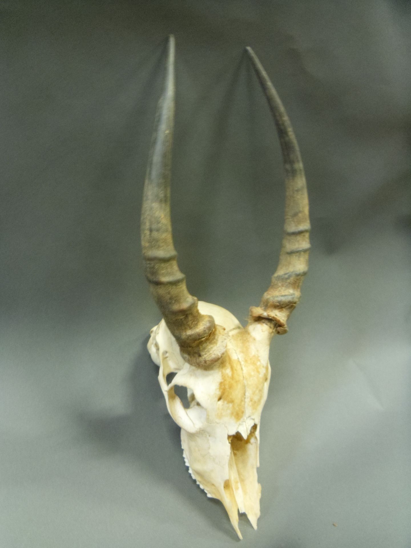 Null 黑斑羚（Aepyceros melampus）（NR）：有牙齿的头骨没有下颌骨

有角案件的长度：约28厘米