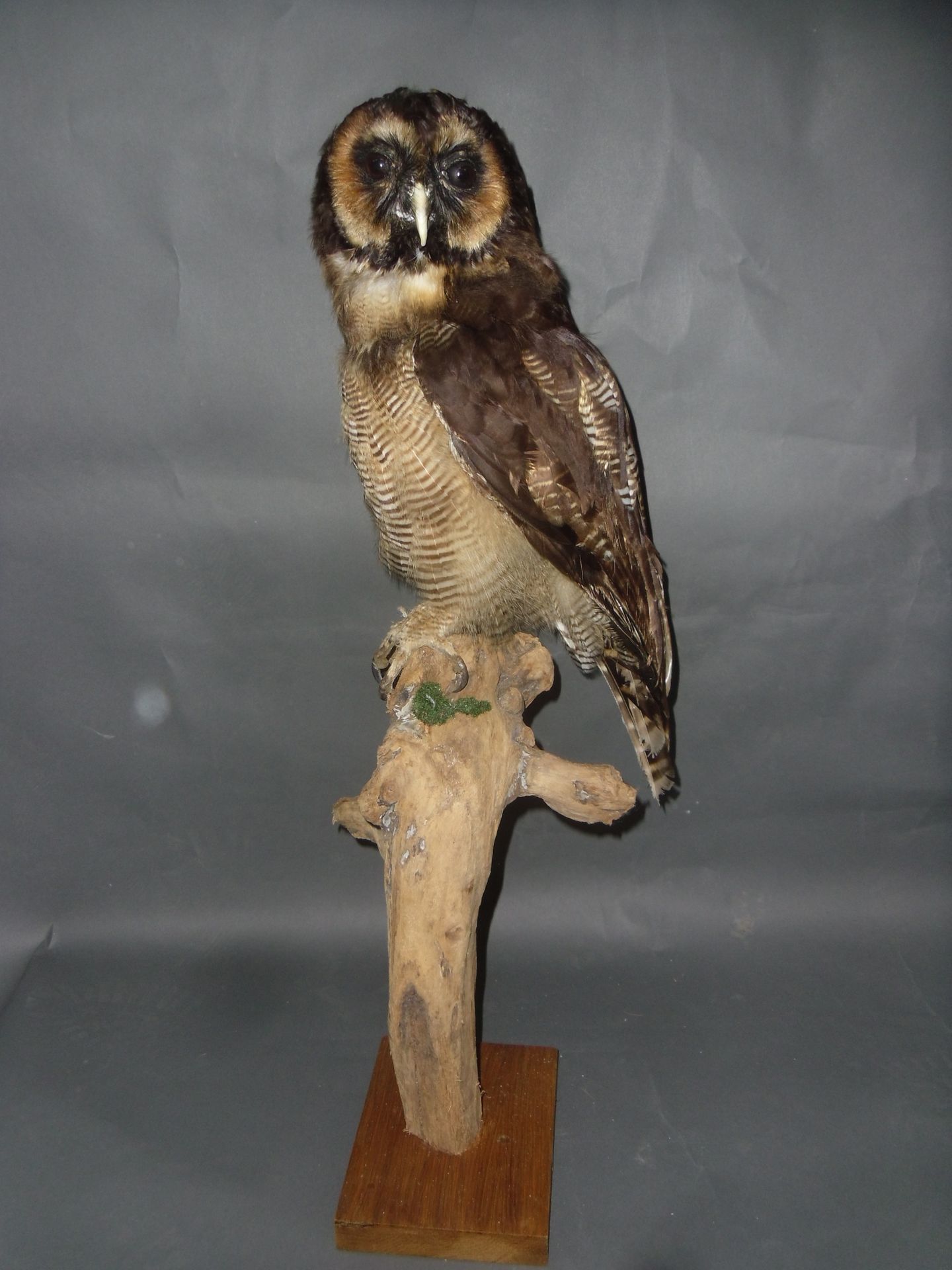 Null Banded Leptogramma Owl (Strix leptogrammica) (II/B): naturalized specimen o&hellip;