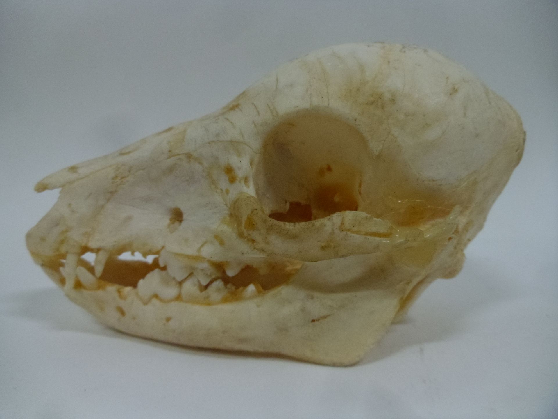 Null 
欧洲野猪（Sus scrofa）（CH）：头骨与幼年标本的下颌骨（marcassin）。

长度：约10.5厘米

高度：约5.5厘米