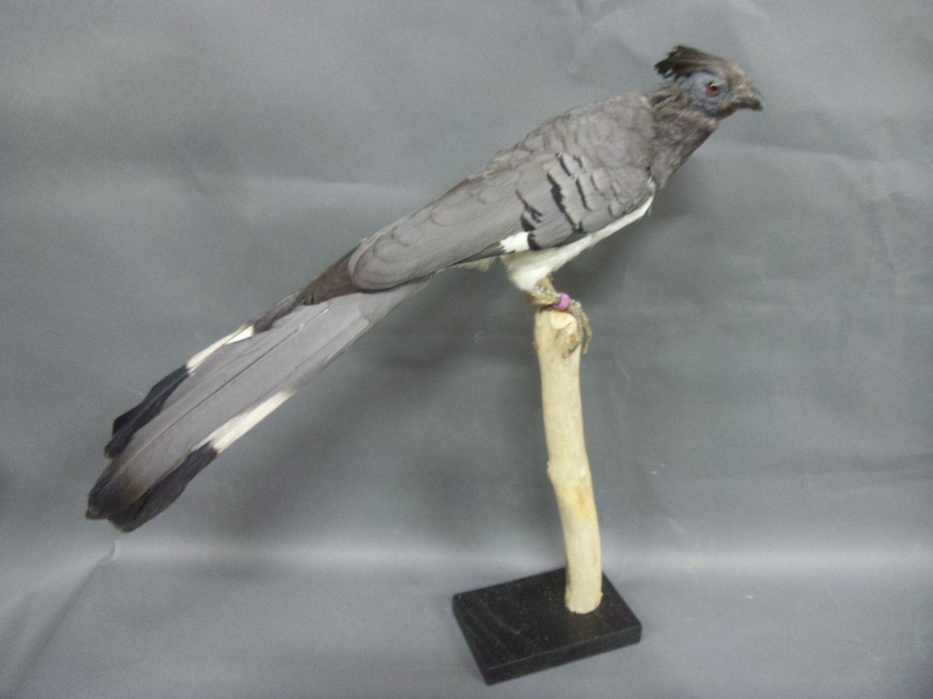 Null White-bellied Touraco (Crinifer leucogaster) (NR) : beautiful specimen pres&hellip;