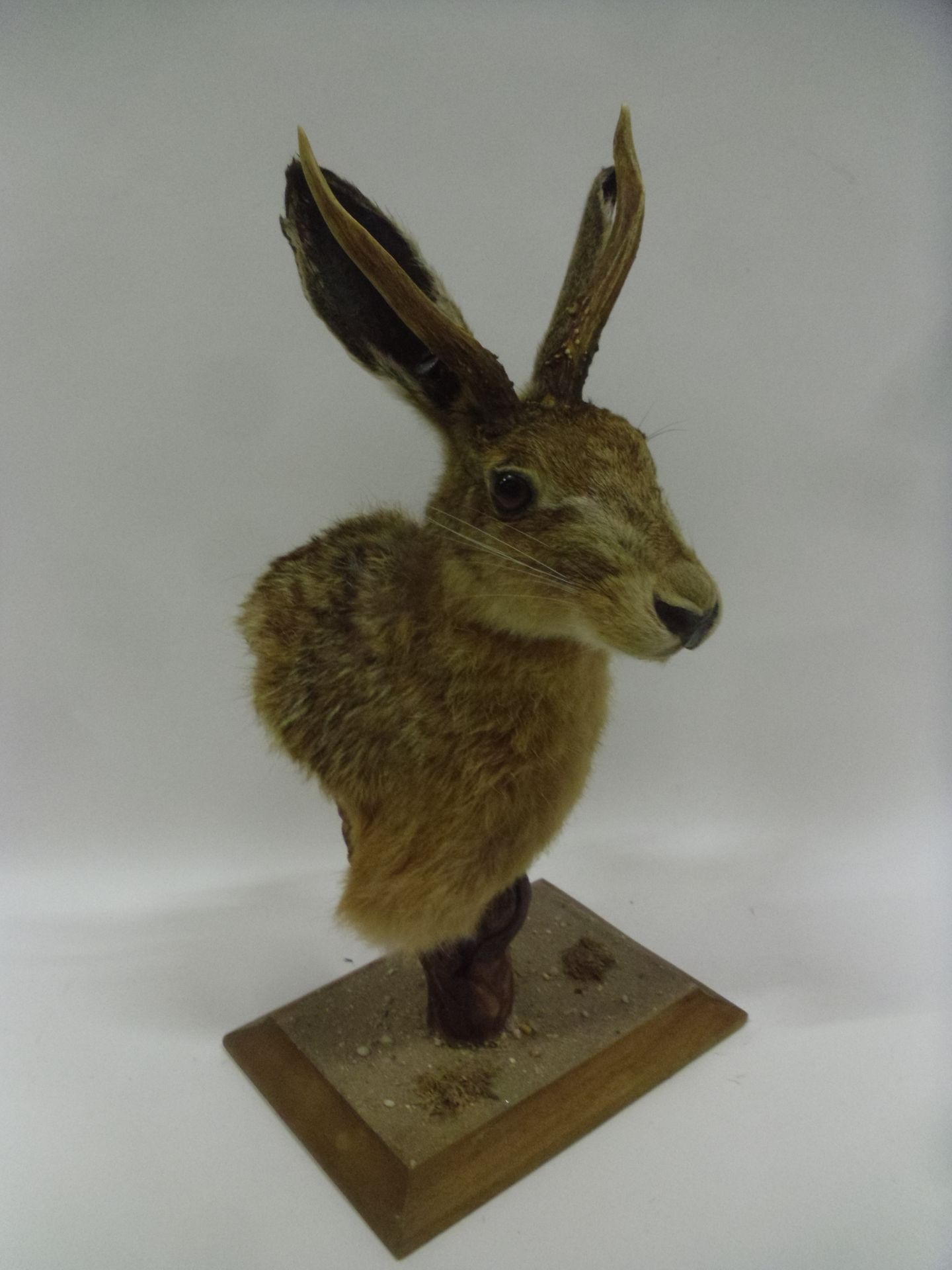 Null Chimera made from a head of European Hare (Lepus europaeus) (CH) and antler&hellip;