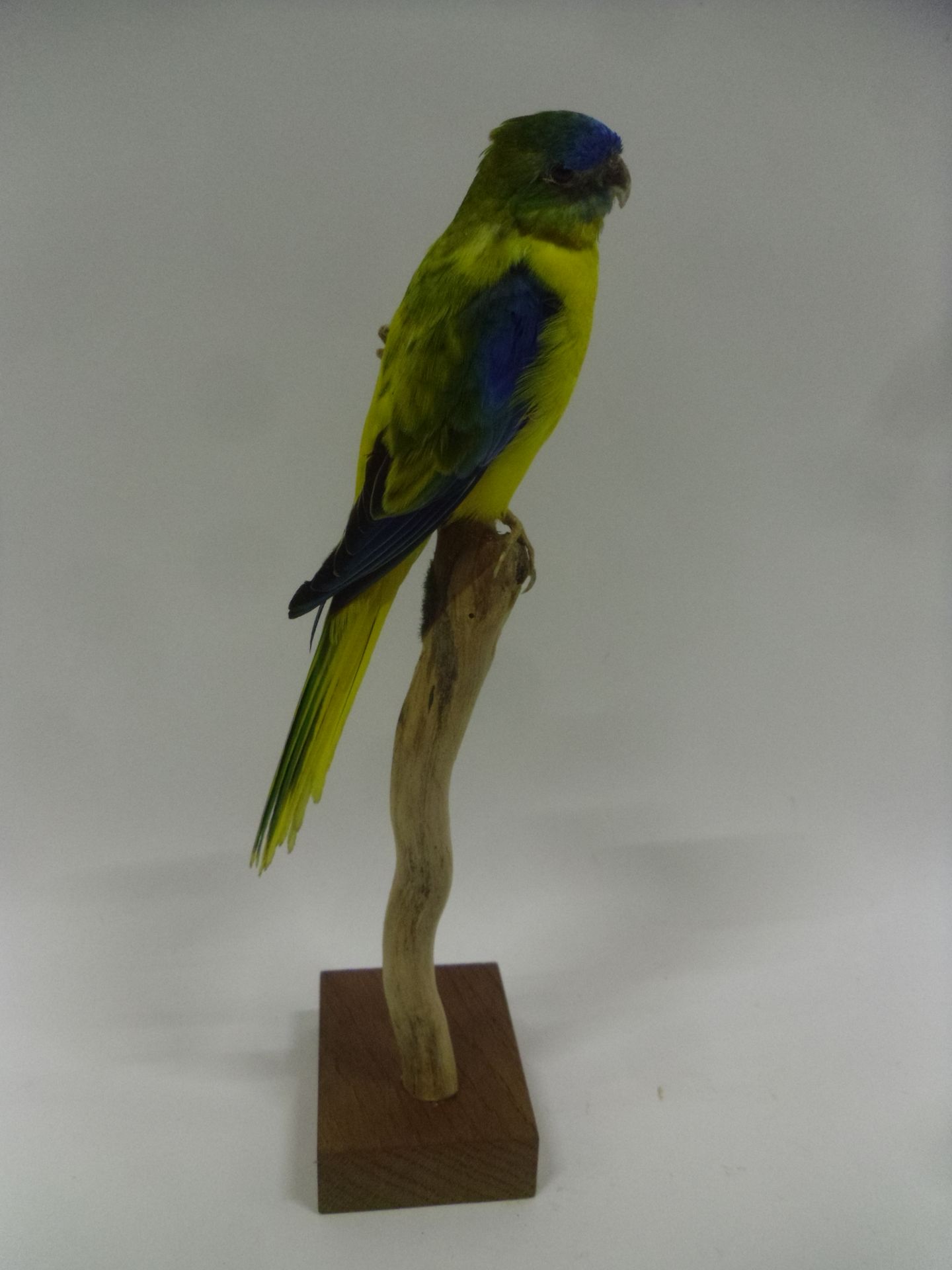 Null Turquoise parakeet (Neophema pulchella) (II/B) ringed : beautiful yellow mu&hellip;