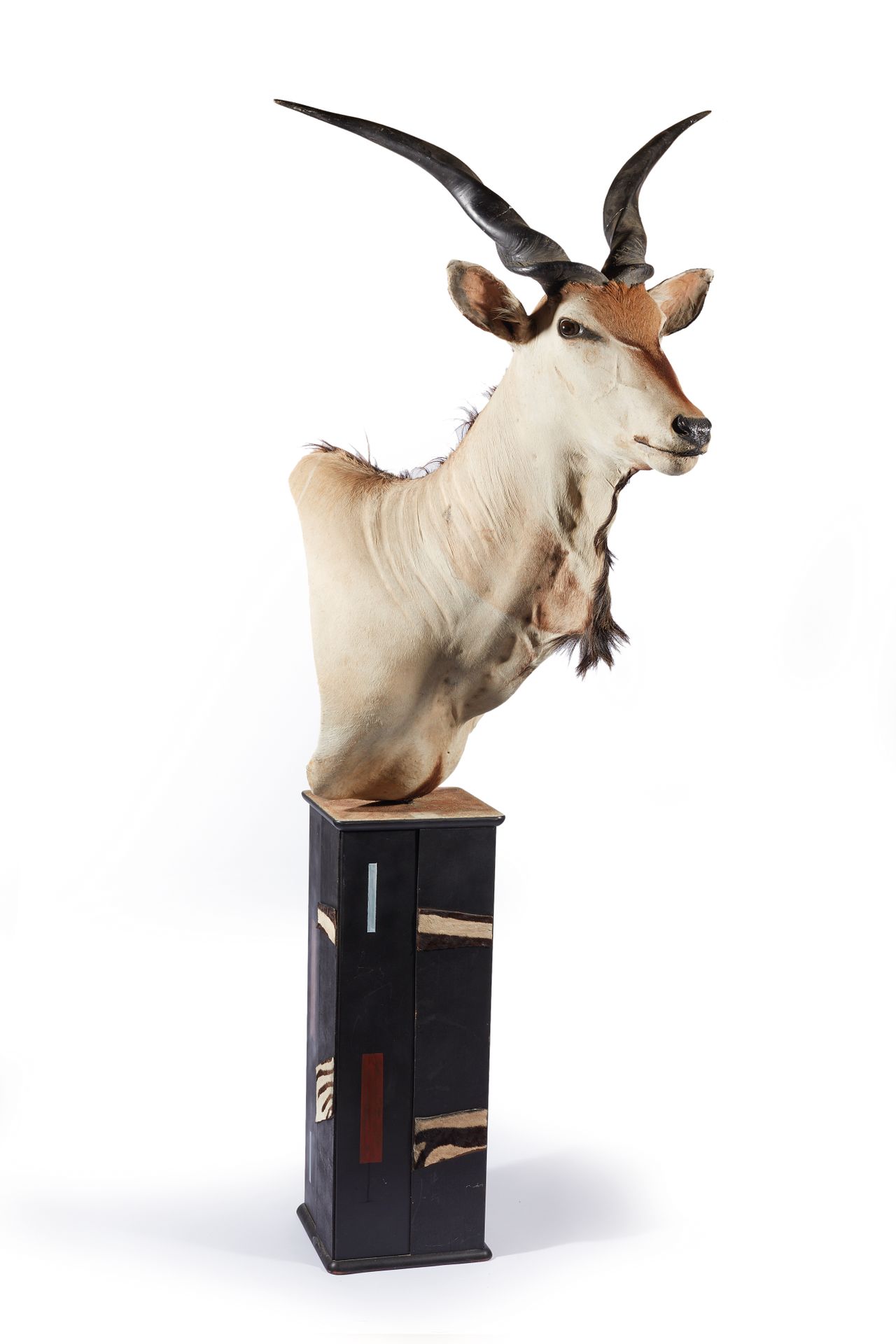Null 
Derby elk (Taurotragus derbianus) (CH) : naturalized head presented on ped&hellip;
