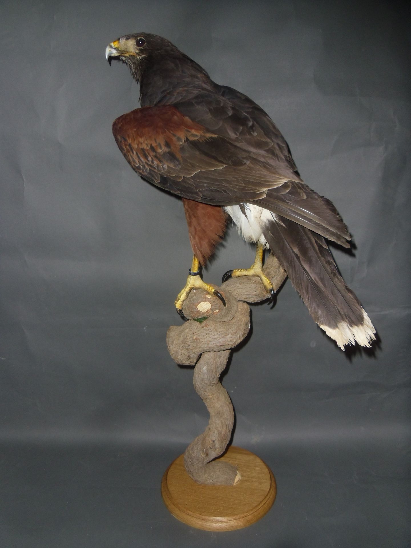Null Harris's Hawk (Parabuteo unicinctus) (II/B) ringed : beautiful specimen mou&hellip;